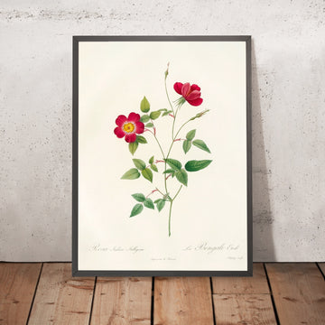 A framed image of Rosa Indica Stelligera by Pierre Joseph Redouté, 1817