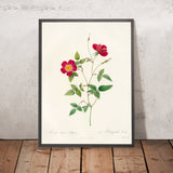 Rosa Indica Stelligera by Pierre Joseph Redouté, 1817