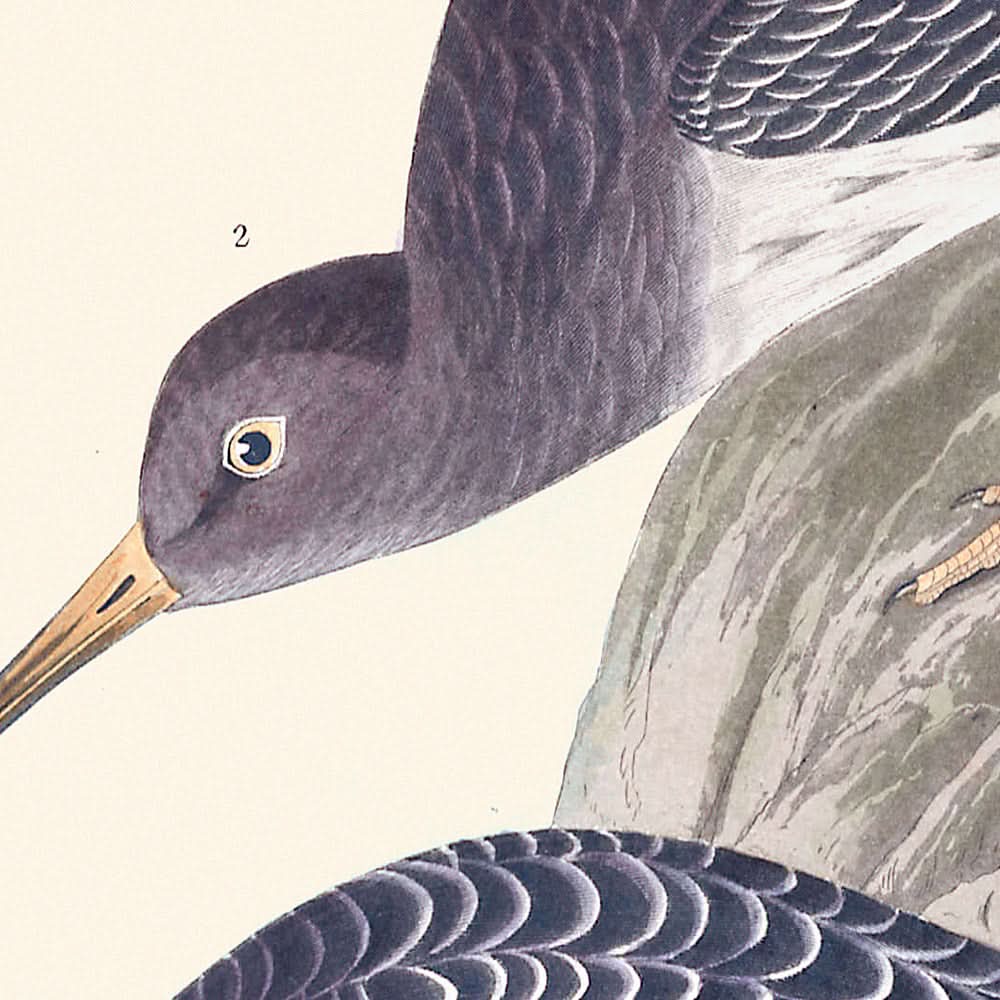 Purple Sandpiper by John James Audubon, 1827