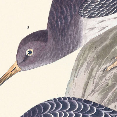 Purple Sandpiper by John James Audubon, 1827
