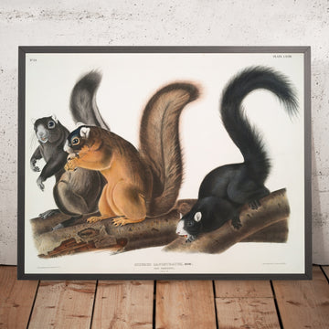 A framed image of 