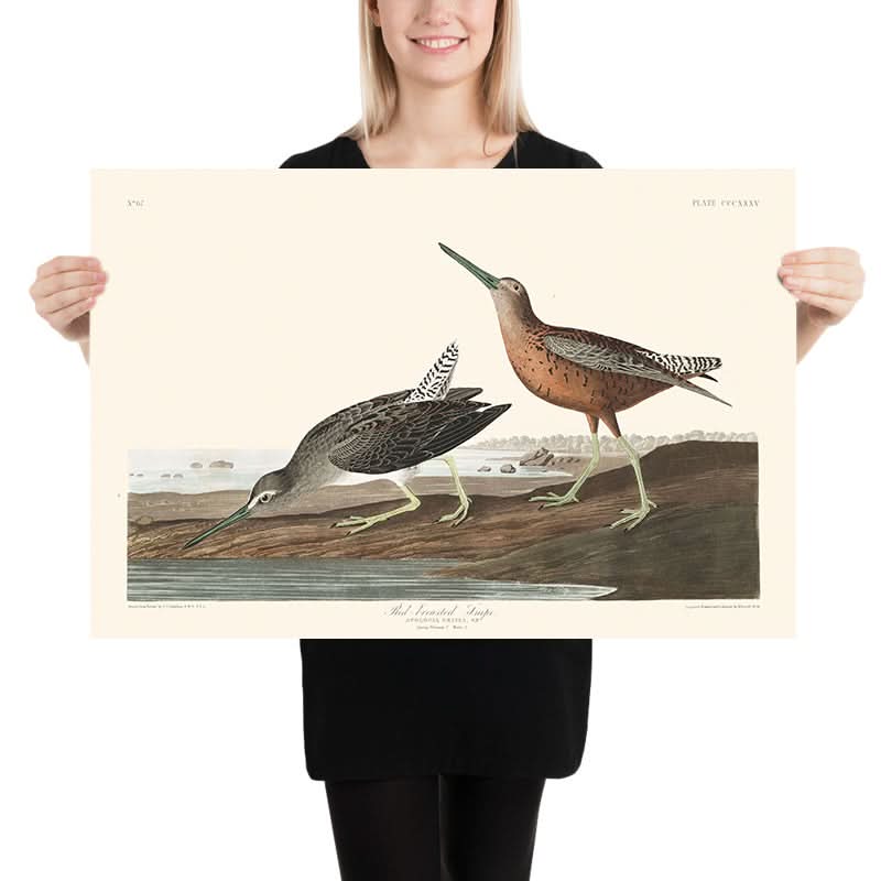 Red-breasted Snipe by John James Audubon, 1827