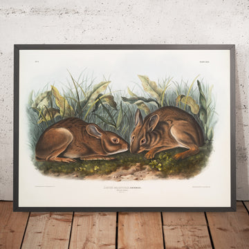 A framed image of 