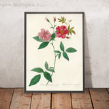Climbing Rose (Rosa Hudsoniana Scandens) by Pierre Joseph Redouté, 1817