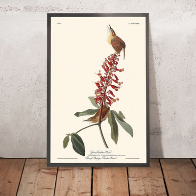 Großer Carolina-Wren von John James Audubon, 1827 