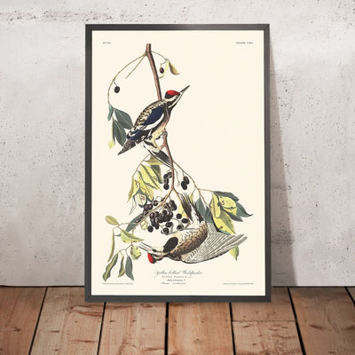 Pic à ventre jaune par John James Audubon, 1827