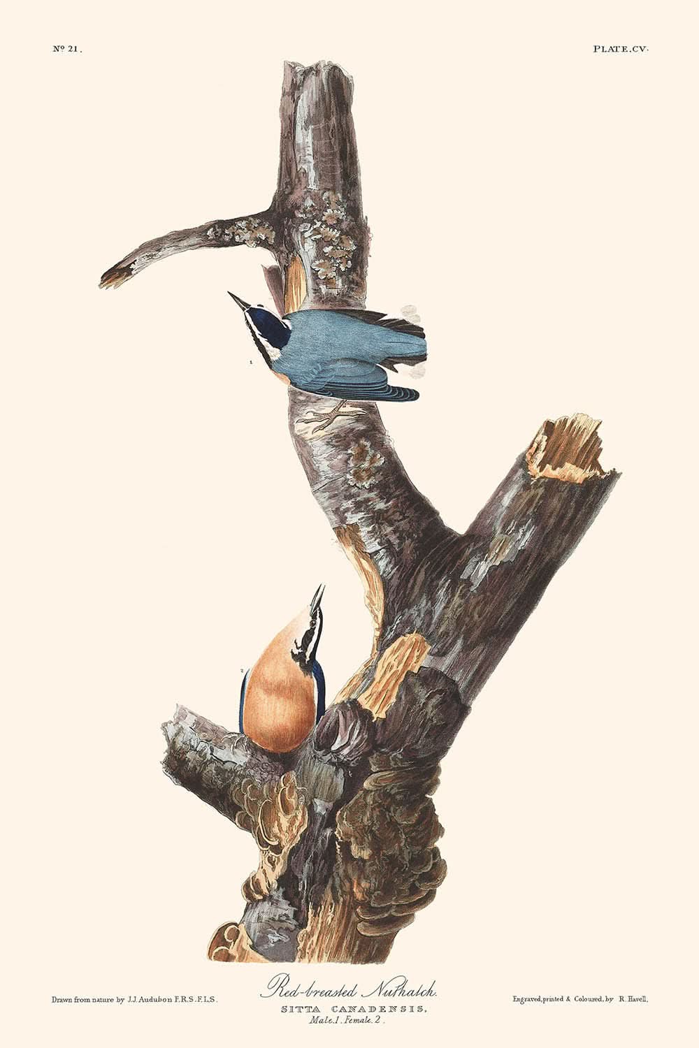 Red-breasted Nuthatch by John James Audubon, 1827