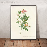 Pompon Rose (Rosa pomponia flore subsimplici) by Pierre Joseph Redouté, 1817