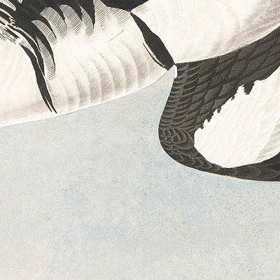 Smew, or White Nun by John James Audubon, 1827