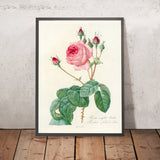 Rosa centifolia Bullata by Pierre Joseph Redouté, 1817