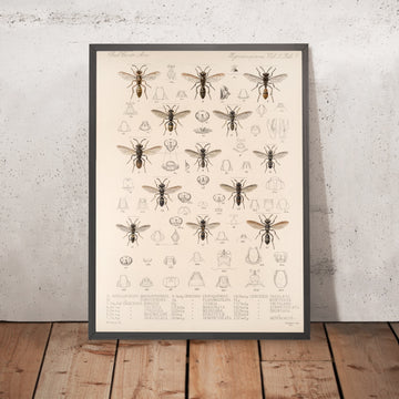 A framed image of 