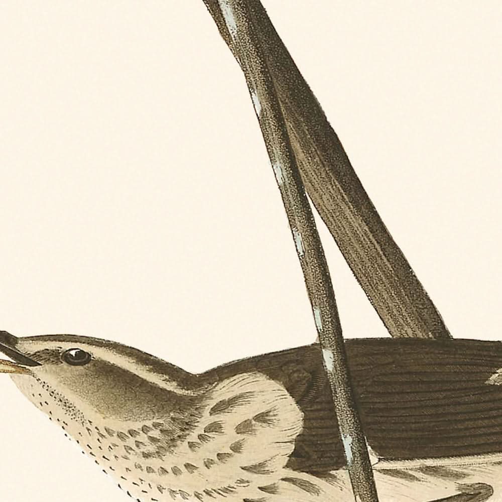 Grive d'eau de Louisiane par John James Audubon, 1827