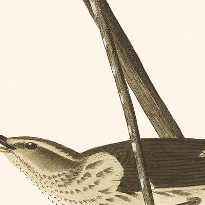 Grive d'eau de Louisiane par John James Audubon, 1827