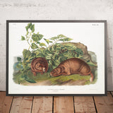 Lewis's Marmot (Arctomys lewisii) by John Woodhouse Audubon, 1845