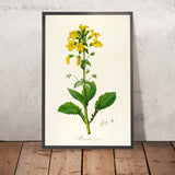 Yellow Monkeyflower (Mimulus luteus, Plate 60) by Pierre Joseph Redouté, 1813