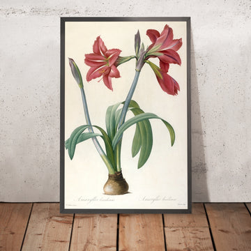 A framed image of Brazilian Amaryllis (Amaryllis brasiliensis and Amaryllis brevis) by Pierre Joseph Redouté, 1759