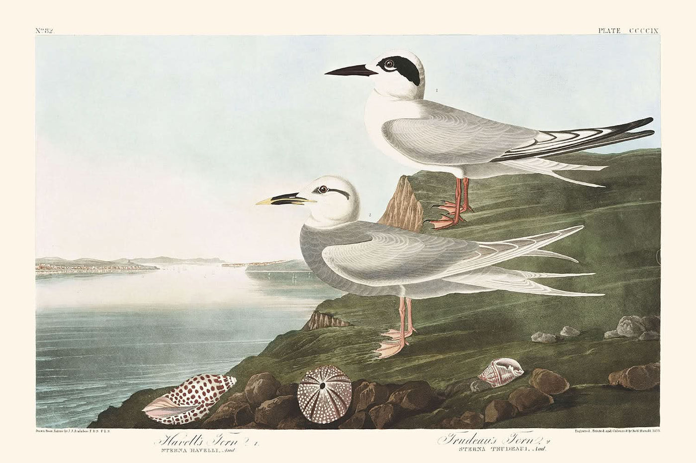 Havell's Tern and Trudeau's Tern by John James Audubon, 1827