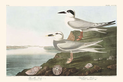 Havell's Tern and Trudeau's Tern by John James Audubon, 1827