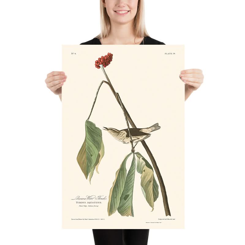Grive d'eau de Louisiane par John James Audubon, 1827