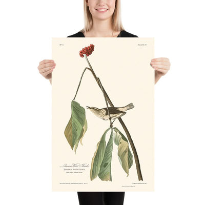 Grive d'eau de Louisiane par John James Audubon, 1827