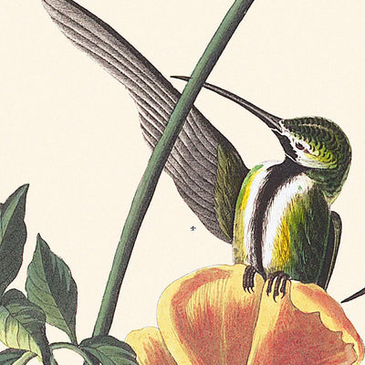 Mango-Hummingbird von John James Audubon, 1827 