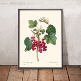 Ribes rosso di Pierre-Joseph Redouté, 1827 