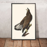 Aquila dalla testa bianca di John James Audubon, 1827 