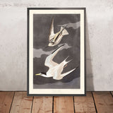Lesser Tern by John James Audubon, 1827
