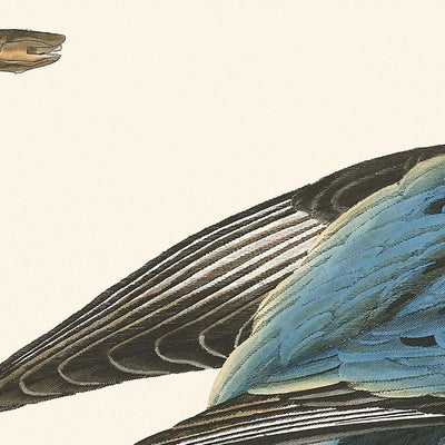 Passenger Pigeon by John James Audubon, 1827