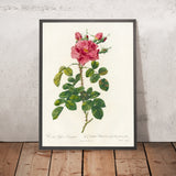 Variegated Rose (Rosa bifera variegata) by Pierre Joseph Redouté, 1817
