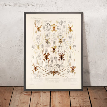 A framed image of 