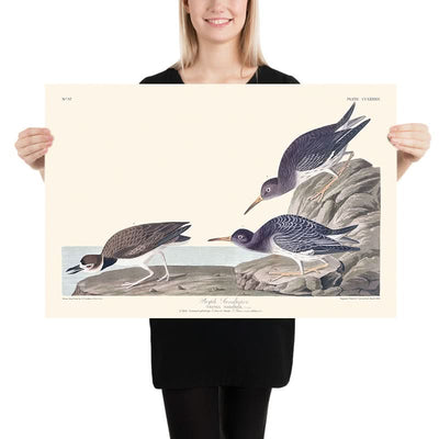 Purple Sandpiper by John James Audubon, 1827
