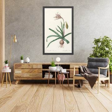 A framed image of Amaryllis broussonetii by Pierre Joseph Redouté, 1802