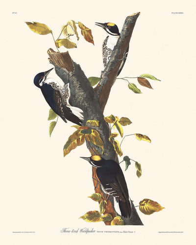 Dreizehen-Wintergoldhähnchen von John James Audubon, 1827 