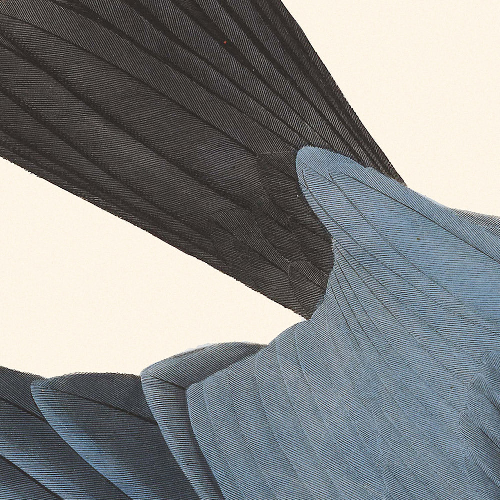 Faucon à queue d'hirondelle par John James Audubon, 1827 