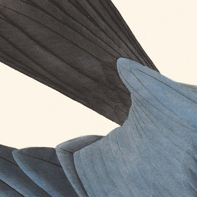 Faucon à queue d'hirondelle par John James Audubon, 1827 