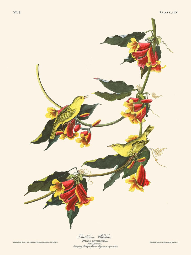 Visualiser thumbnail artwork