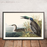 Großer Nordtaucher oder Loon von John James Audubon, 1827 