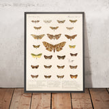 Insecta Lepidoptera-Heterocera (Plate 60) by Frederick DuCane Godman, 1879