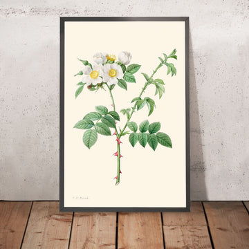 Brier Bush Rose o Dog Rose de Pierre-Joseph Redouté, 1817