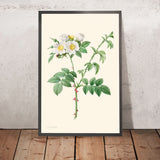 Brier Bush Rose ou Dog Rose par Pierre-Joseph Redouté, 1817