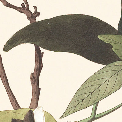 Palm Warbler by John James Audubon, 1827