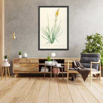 A framed image of Anthericum longicrinium (Plate 3) by Pierre Joseph Redouté, 1805