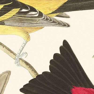 Tangara de Louisiane et Tangara écarlate par John James Audubon, 1827