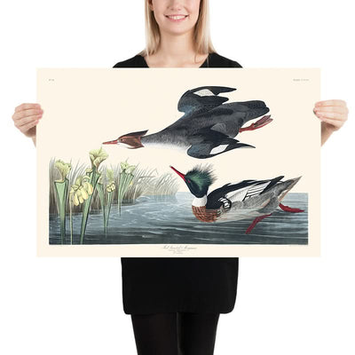 Red-breasted Merganser by John James Audubon, 1827