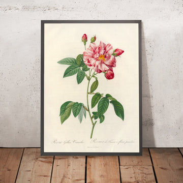 A framed image of Striped Rose (Rosa gallica versicolor) by Pierre Joseph Redouté, 1817