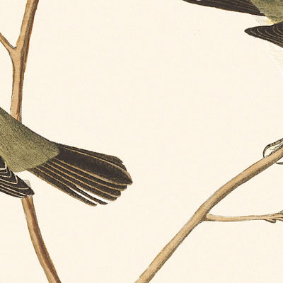Little Tyrant Flycatcher, Small-headed Flycatcher, Blue Mountain Warbler, Bartram's Vireo, Short-legged Pewee, Rocky Mountain Fly-catcher by Audubon, 1827
