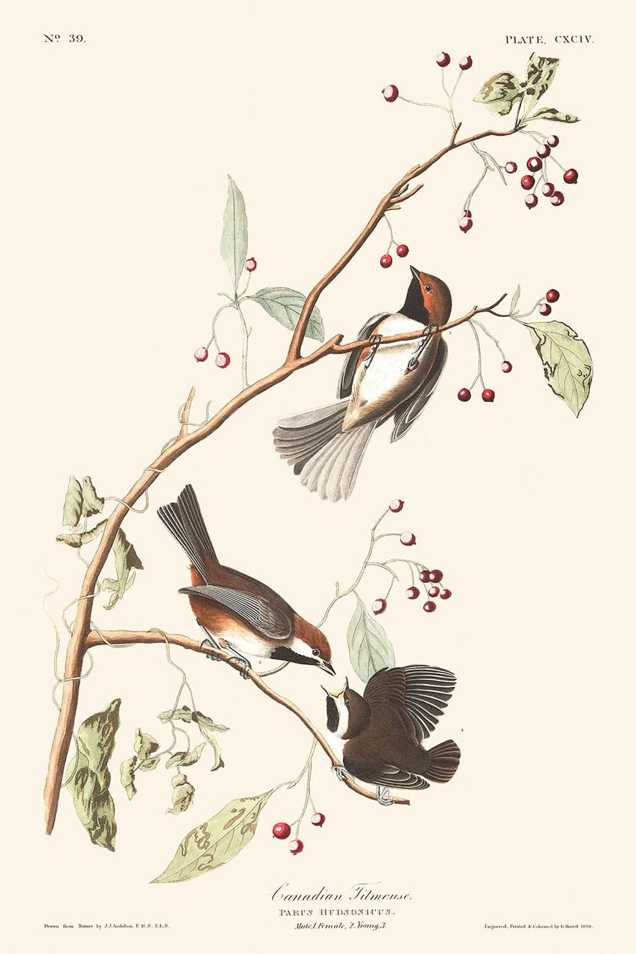 Cincia canadese di John James Audubon, 1827 