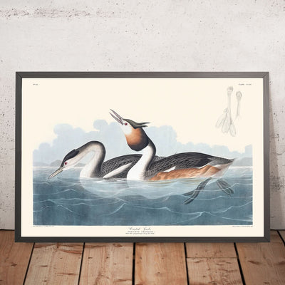 Haubentaucher von John James Audubon, 1827 