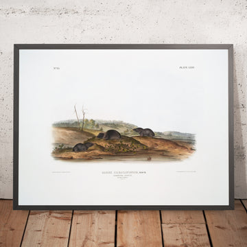 A framed image of 